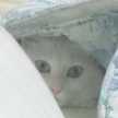 ちーたんねぇねぇ