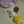 もぷもっぷ