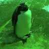 ψさっちゃんψ