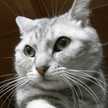 TabascoCat