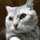 TabascoCat TabascoCat