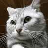TabascoCat