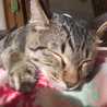 猫好き飼育員