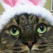 cat☆life