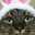cat☆life