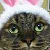 cat☆life