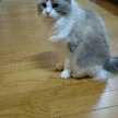 もへはなつきのママ