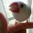 ピーちゃんの友達