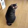 ぽんこつBBA