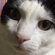 kittyboyy