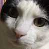 kittyboyy kittyboyy