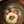 chisary