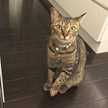 ささのはぱんだ