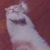 もchiこ