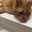 ねこんこ