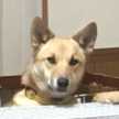 ふじの★ぴこ