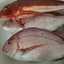 魚釣り大好き