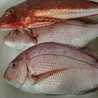 魚釣り大好き