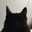 黒猫のメイ