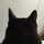 黒猫のメイ