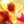 nanameroo