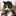 みそ猫