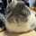 うさぎت