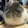 うさぎت