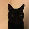 黒猫あんこ三兄弟