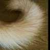 いぶきのしっぽ