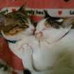 Mike猫♪