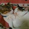 Mike猫♪ Mike猫♪