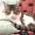 CAT♡CAT