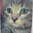 猫博士