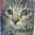 猫博士