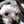 ふら・もーもー