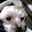 ふら・もーもー