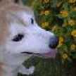 junca