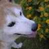 junca