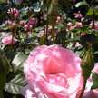 annrosey