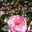 annrosey