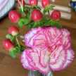 天使の花