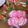 天使の花