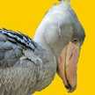 shoebills