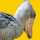 shoebills