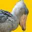 shoebills