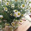 ♪chamomile