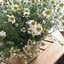 ♪chamomile