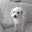 白いmix犬