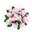rosemist